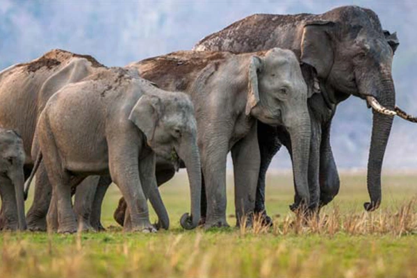 Rajaji National Park